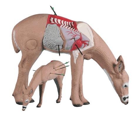 Rinehart Anatomy Deer