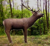 3D SRT Rothirsch