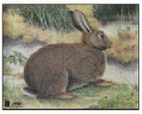 Zielscheiben Tierbild Auflage Kaninchen