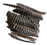 XNature Voll L�nge Naturfeder RW Naturbelassen Barred