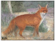 Zielscheiben Tierbild Auflage Fuchs