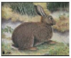 Zielscheiben Tierbild Auflage Kaninchen