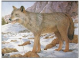 Zielscheiben Tierbild Auflage Wolf