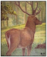 Zielscheiben Tierbild Auflage Hirsch