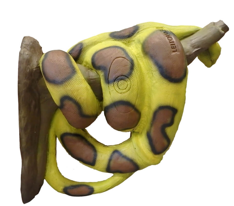 Leitold helle Knigsboa 3D-Tier Zielscheibe