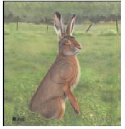 Zielscheiben Tierbild Auflage stehender Hase