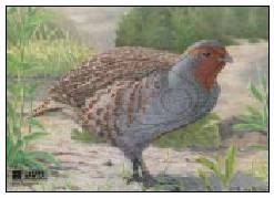 Zieischeiben Tierbild Auflage Waldhuhn