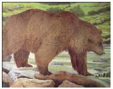 Zielscheiben Tierbild Auflage Br