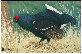 Tierbild Zielscheibenauflage Auerhan